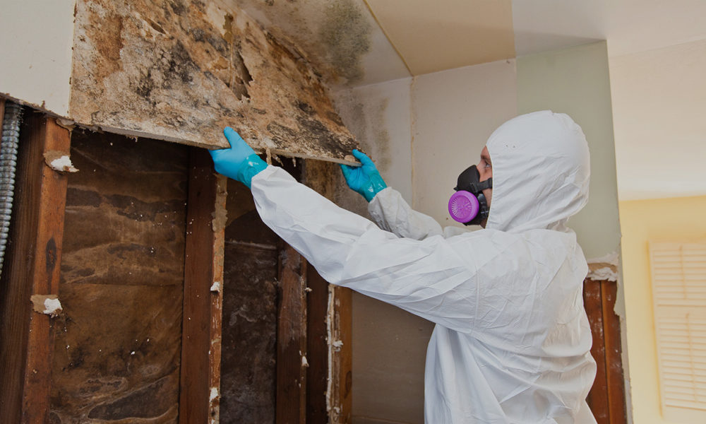 Effective Strategies for Mold Removal in Metro Detroit