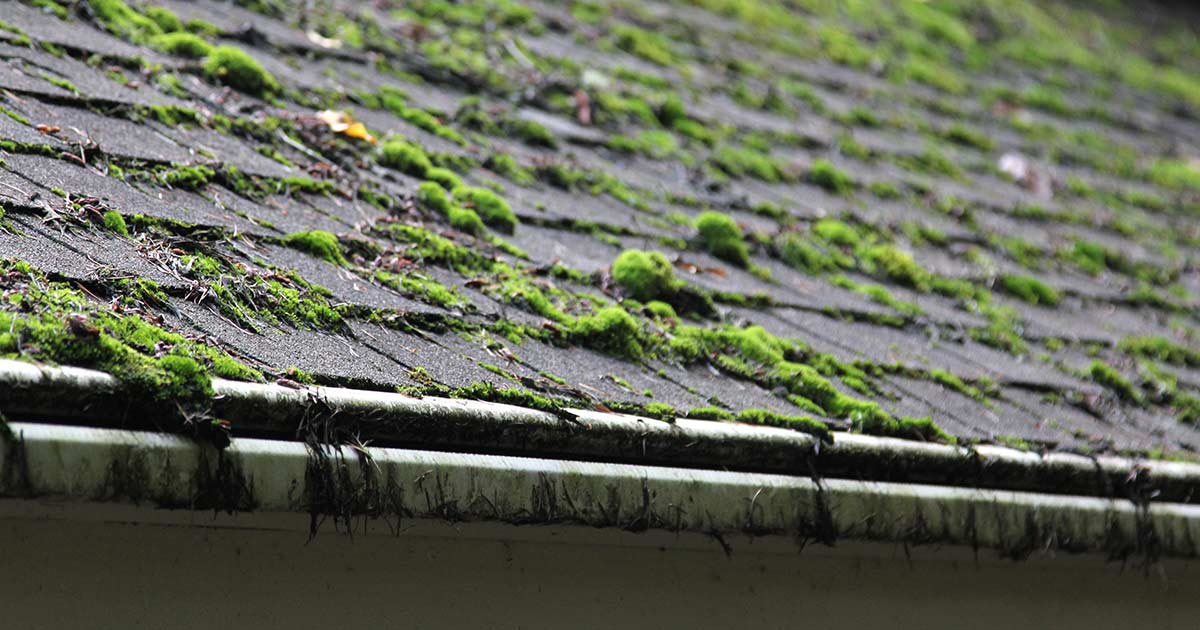How to Spot Roof Moss Early and Remove It Before It Causes Damage