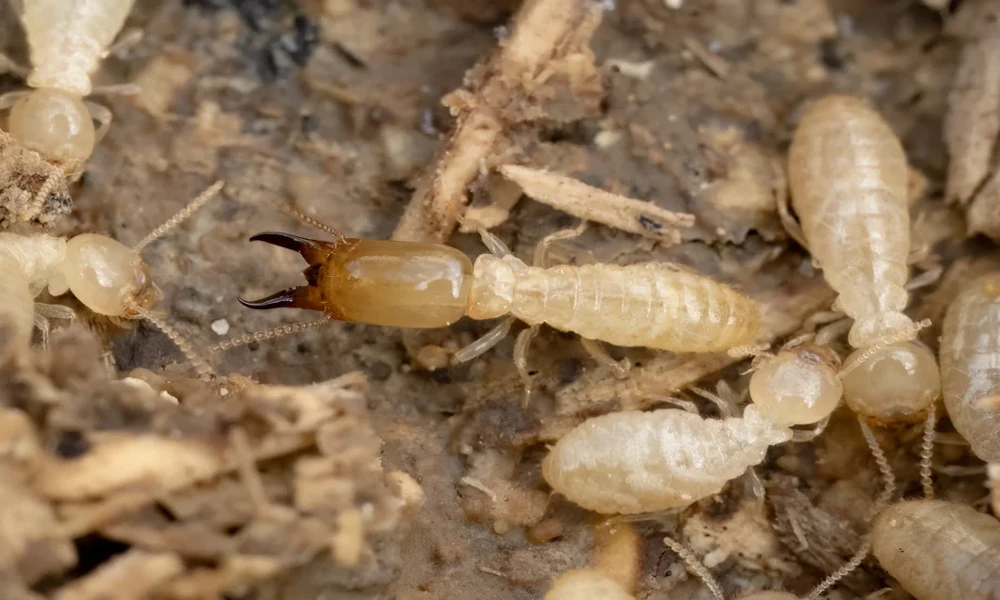 How Fontana’s Climate Affects Termite Inspection and Treatment